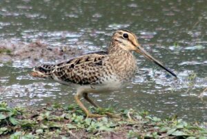 Latham’s Snipe