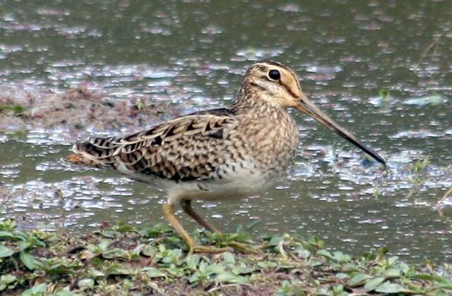 Latham’s Snipe