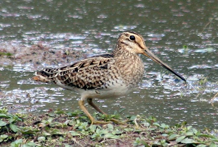 Latham’s Snipe