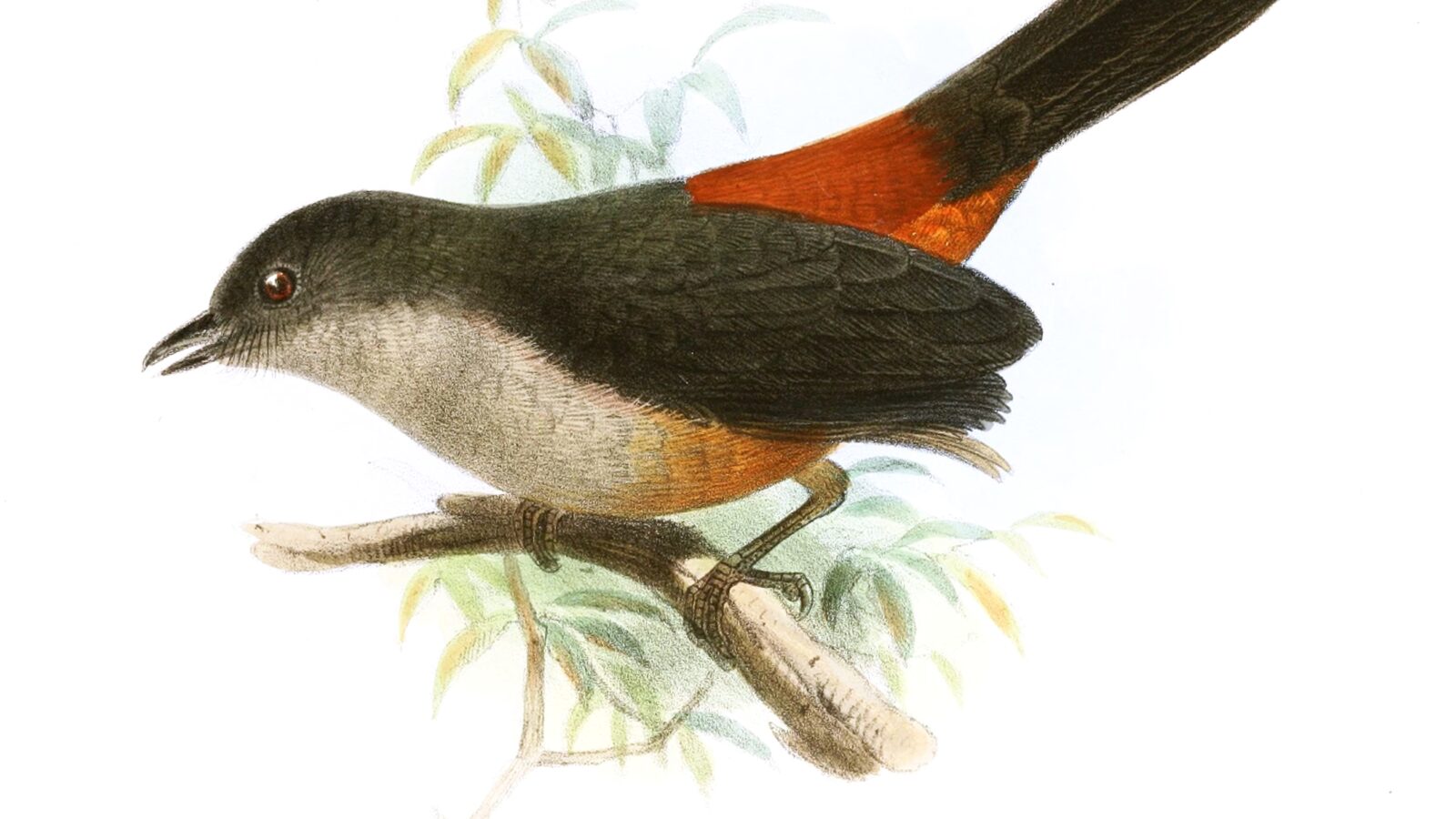 Scimitar-winged Piha