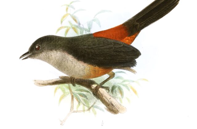 Scimitar-winged Piha