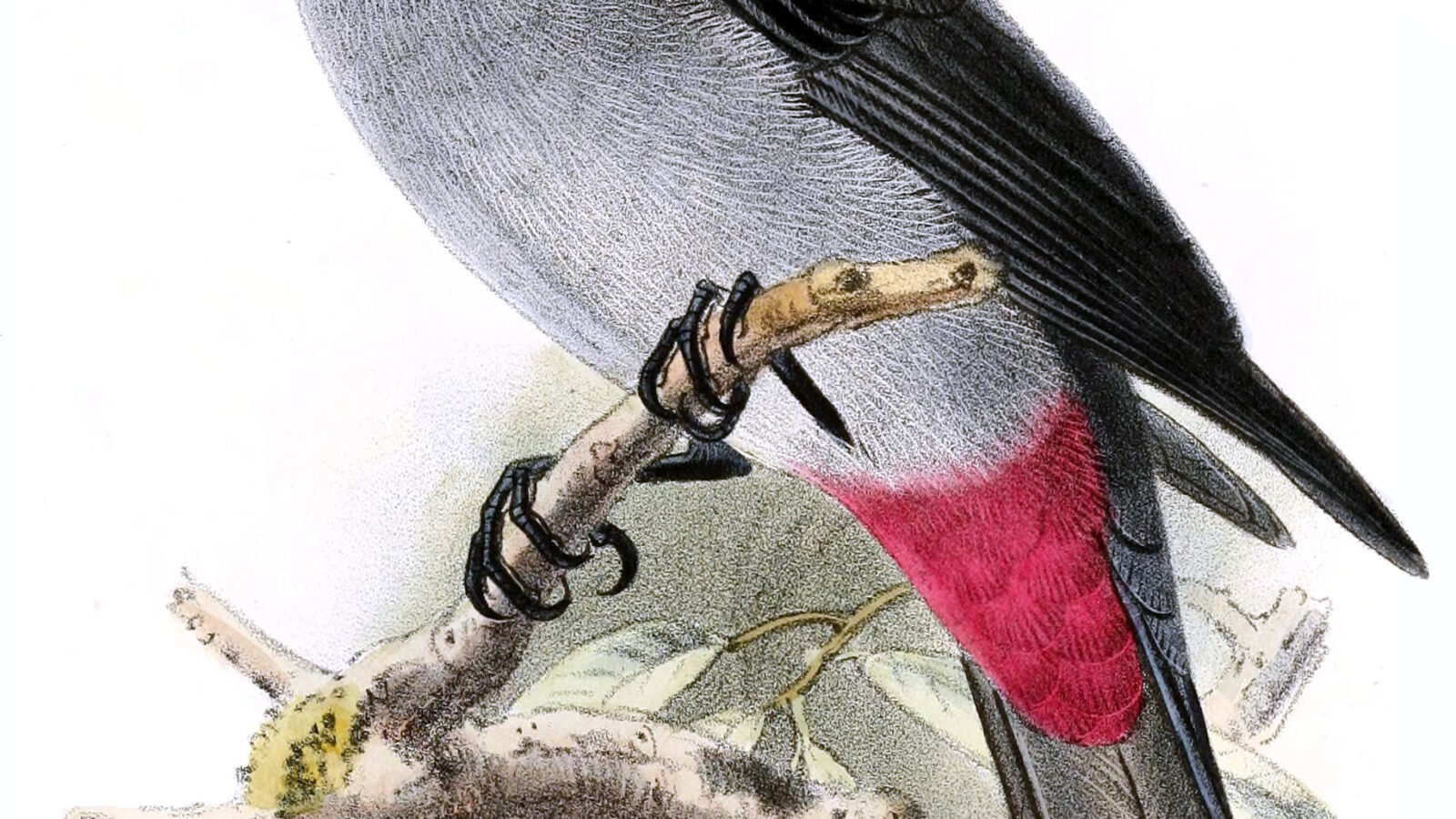 Rose-collared Piha