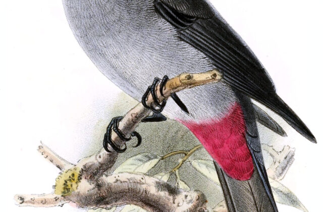 Rose-collared Piha