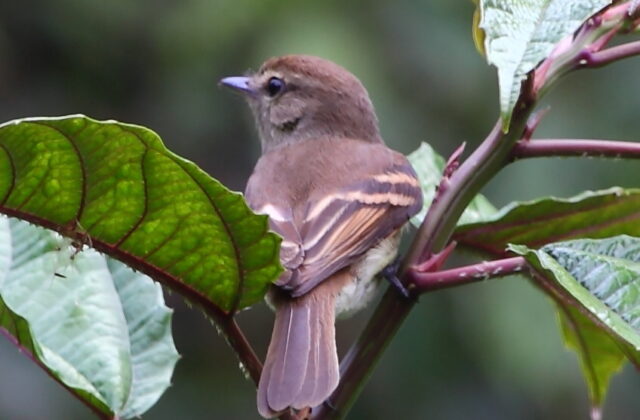 Euler’s Flycatcher