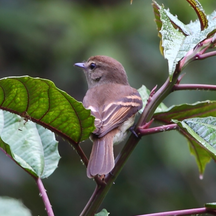 Euler’s Flycatcher