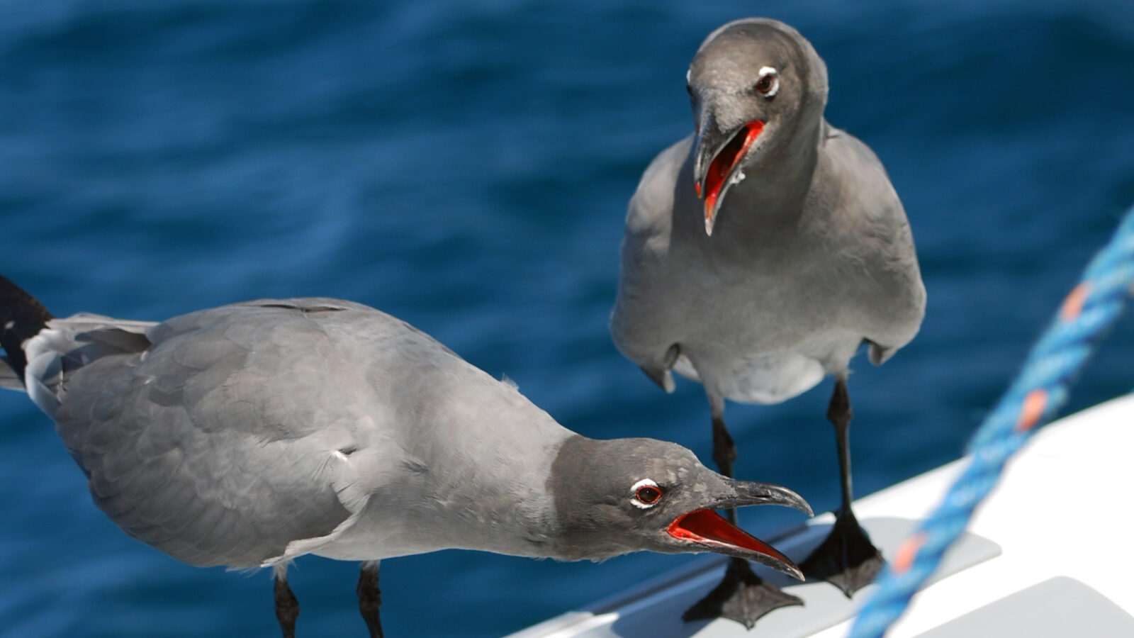 Lava Gull