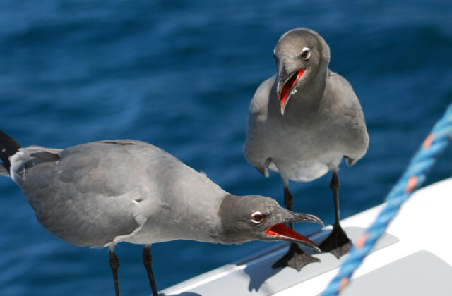 Lava Gull