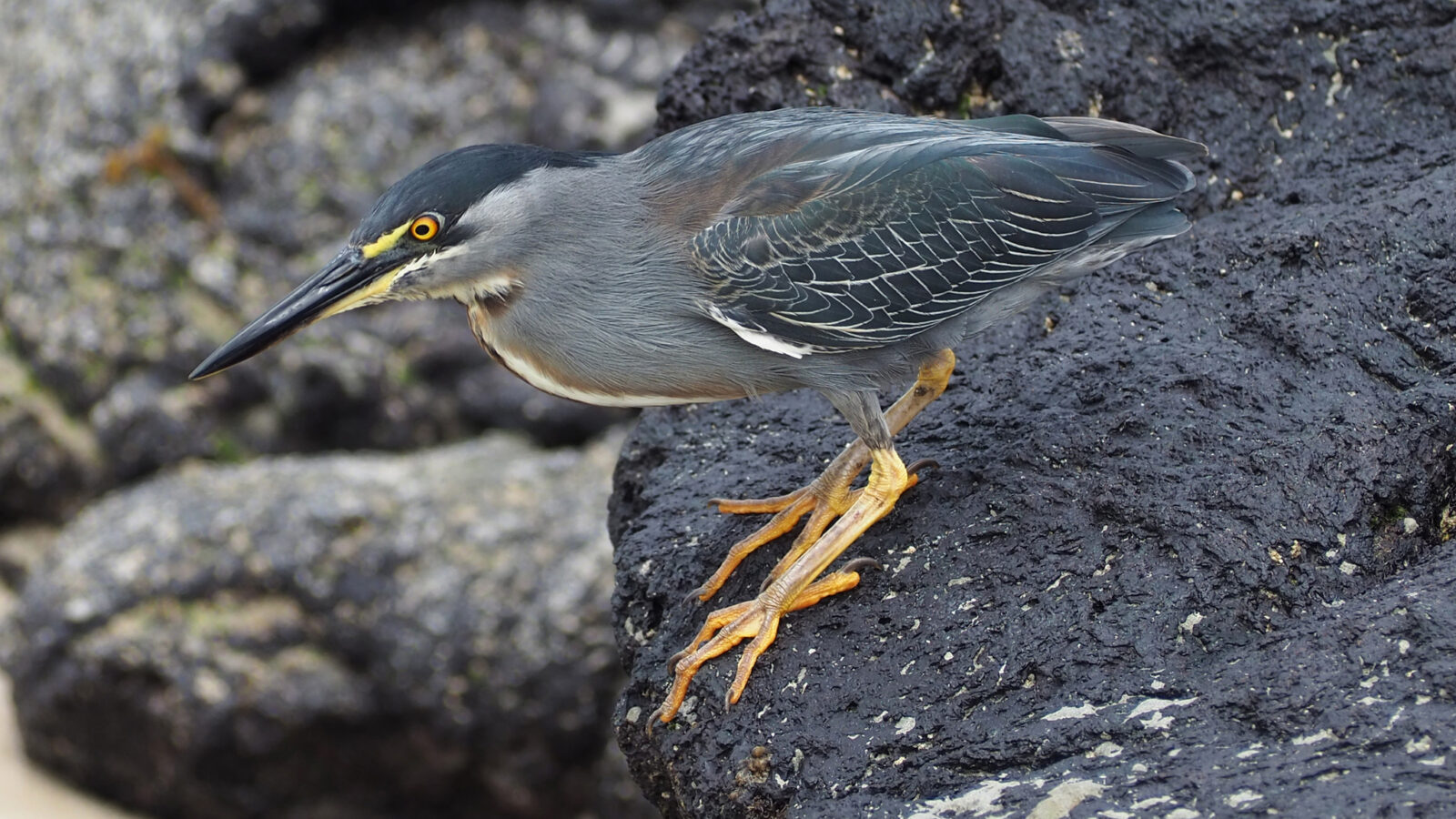 Lava Heron
