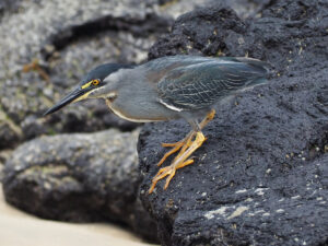 Lava Heron