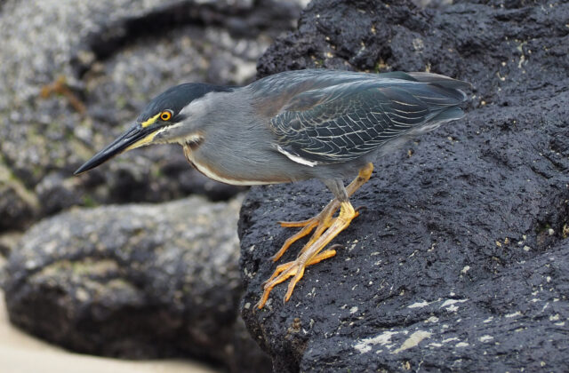 Lava Heron