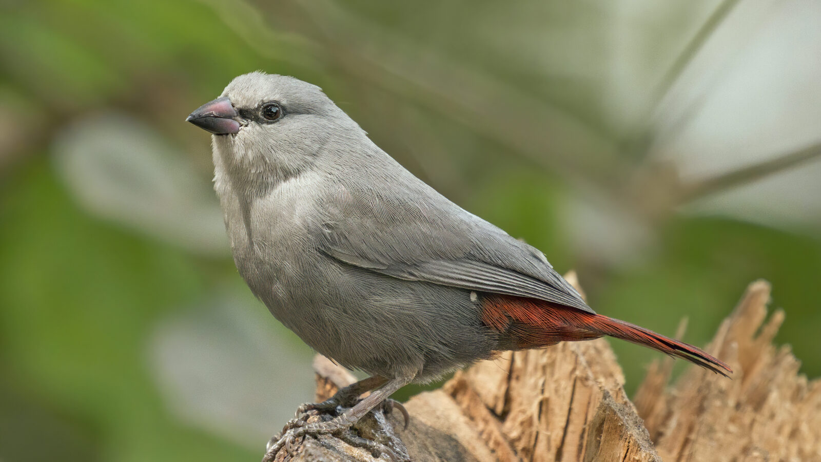 Lavender Waxbill