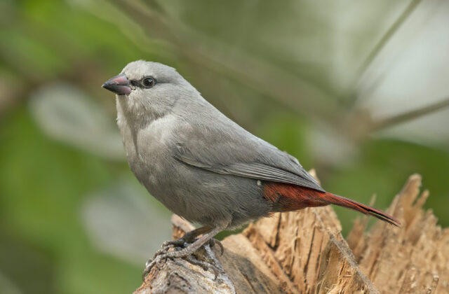 Lavender Waxbill