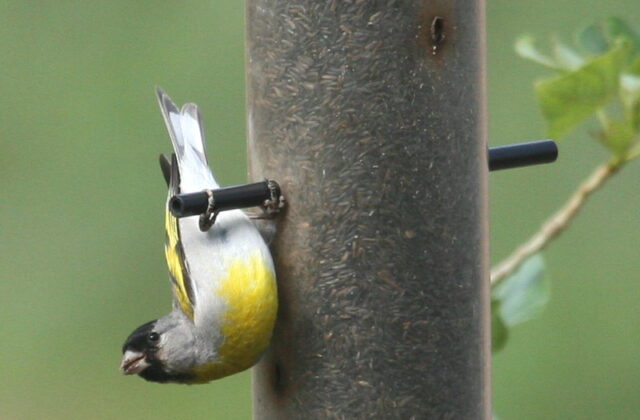 Lawrence’s Goldfinch