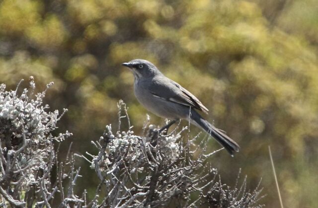 Layard’s Warbler