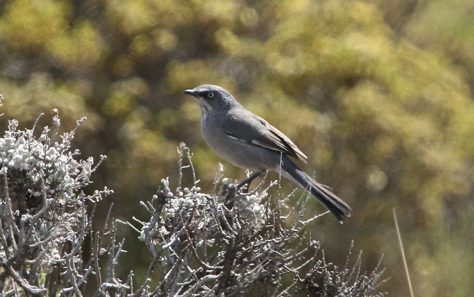 Layard’s Warbler