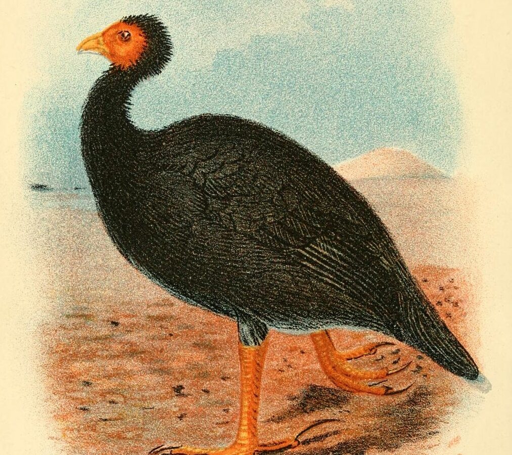 Vanuatu Megapode