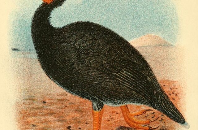 Vanuatu Megapode