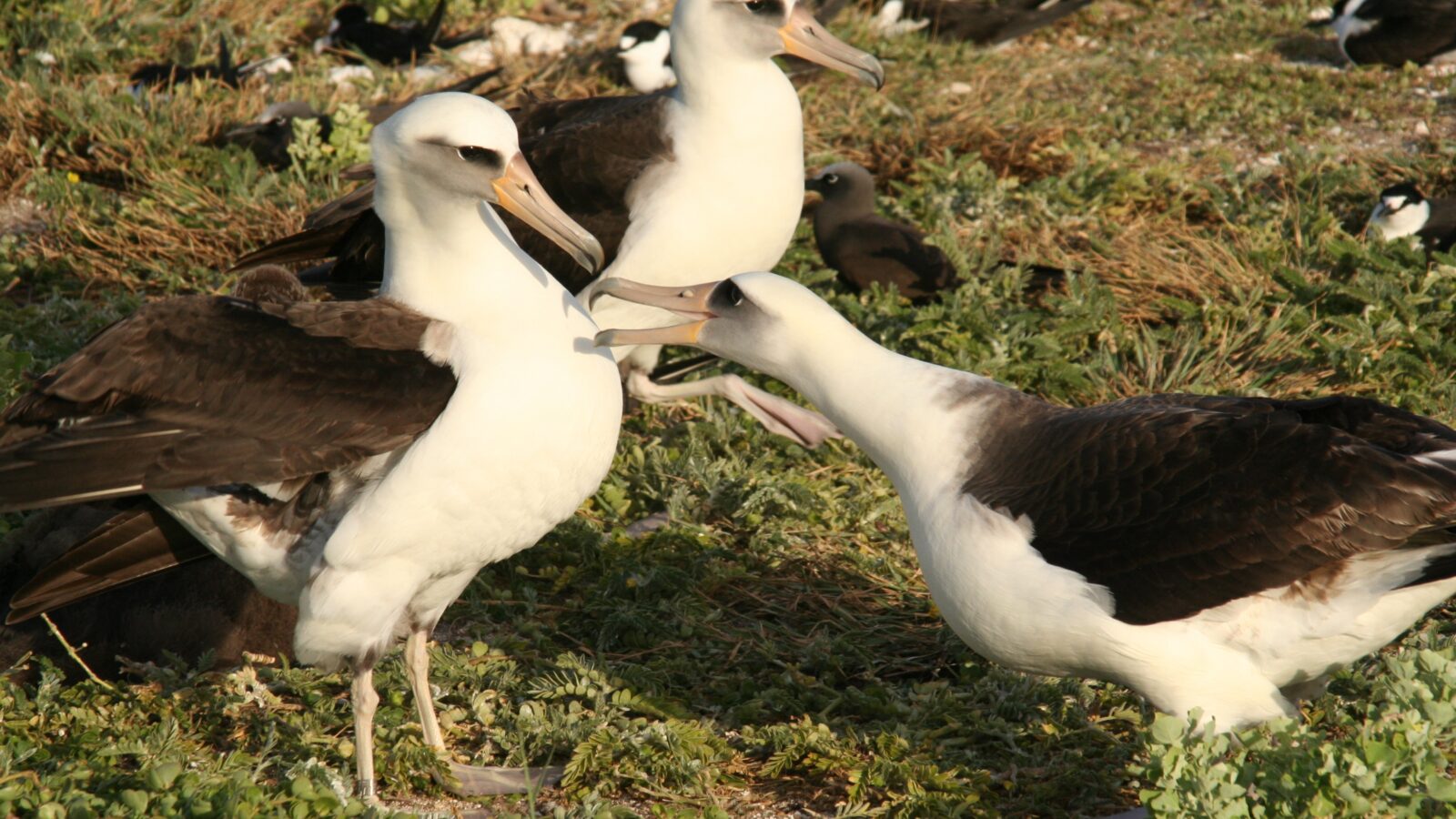 Laysan Albatross