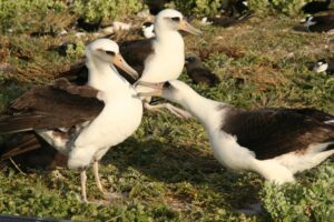 Laysan Albatross
