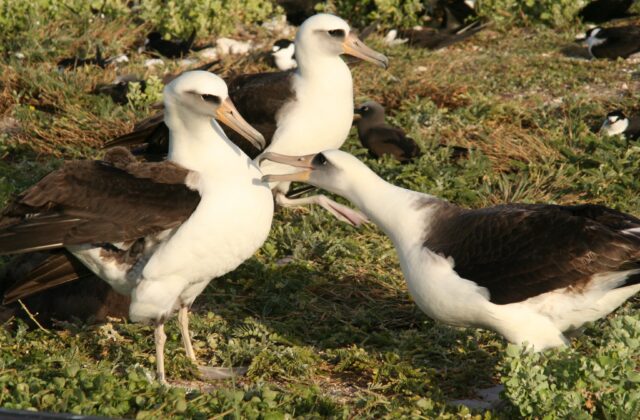Laysan Albatross