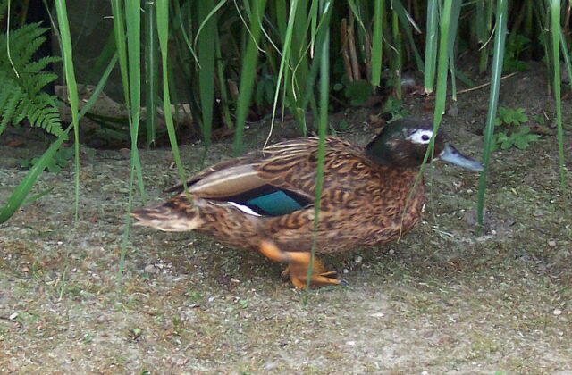 Laysan Duck