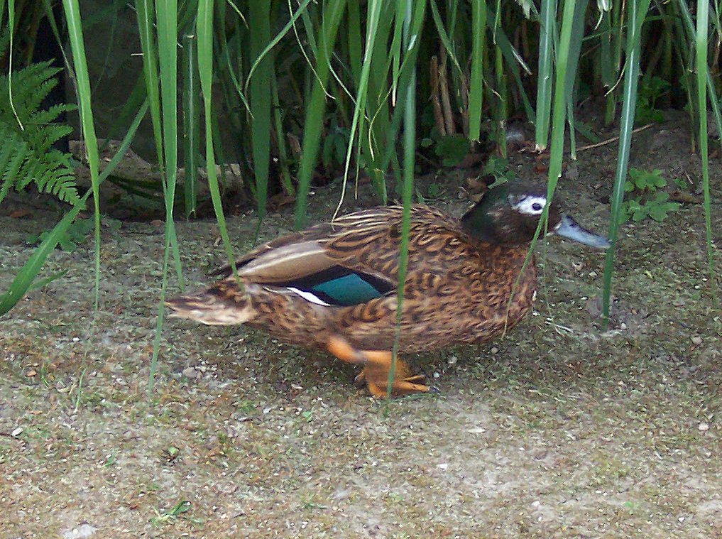 Laysan Duck