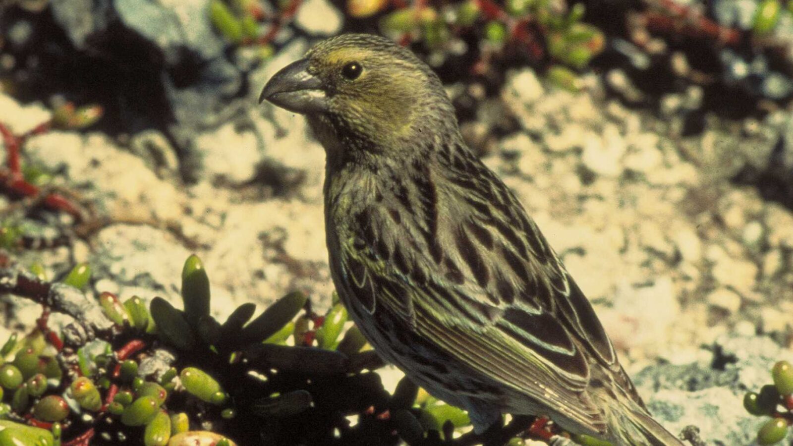 Laysan Finch