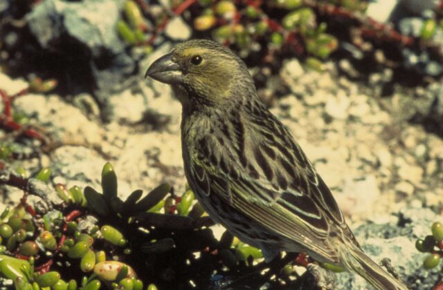 Laysan Finch