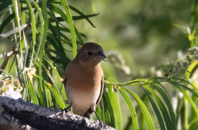 Lazuli Bunting