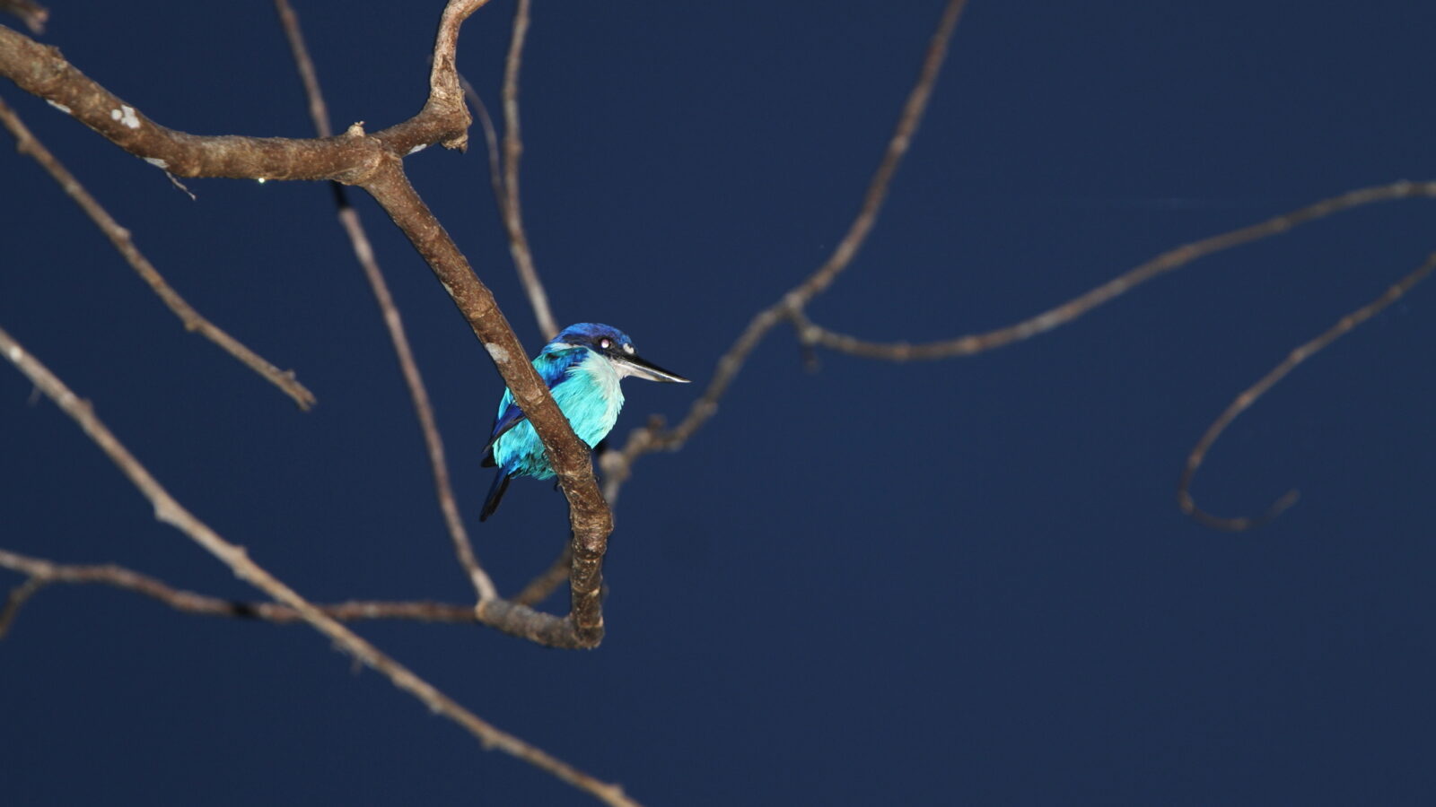Lazuli Kingfisher