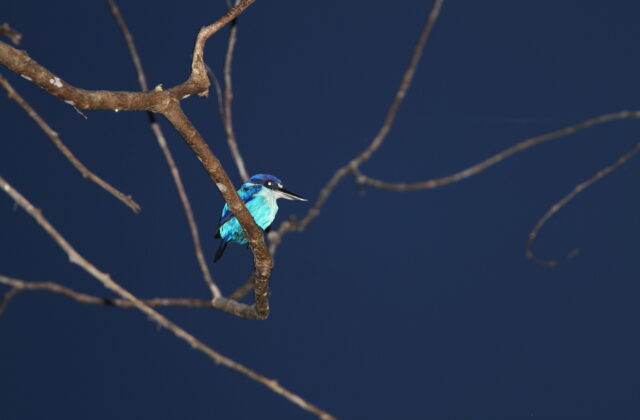 Lazuli Kingfisher