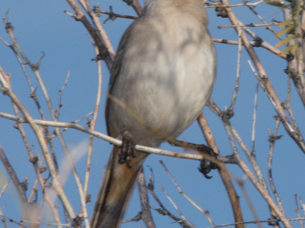 LeConte’s Thrasher