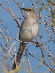LeConte’s Thrasher