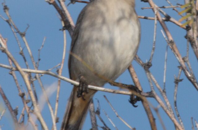 LeConte’s Thrasher
