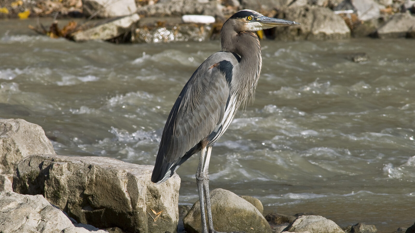Great Blue Heron