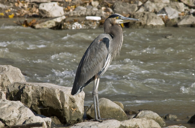 Great Blue Heron