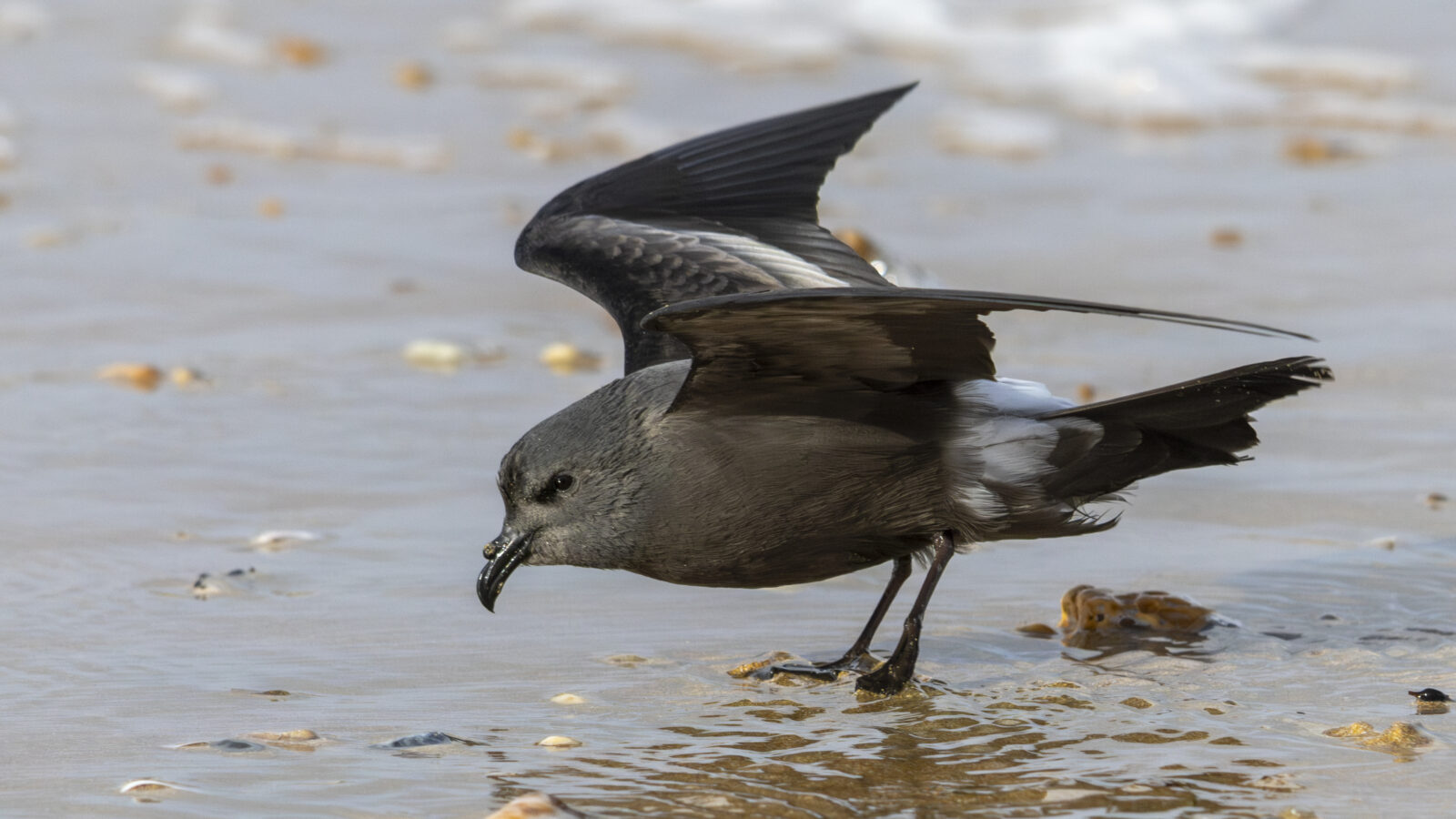 Leach’s Storm Petrel
