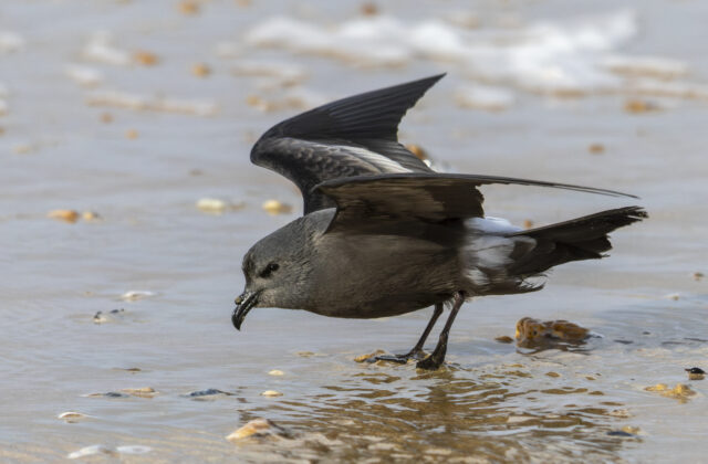 Leach’s Storm Petrel