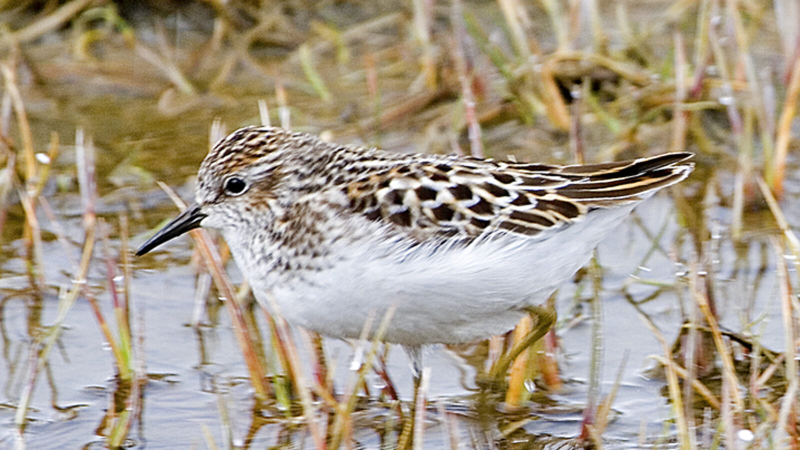 Least Sandpiper