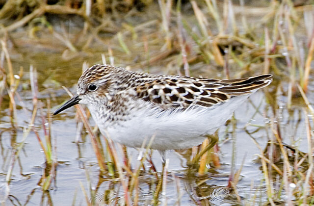 Least Sandpiper