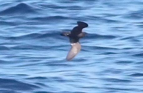 Least Storm Petrel