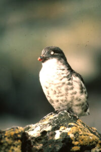 Least Auklet