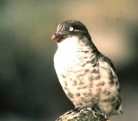 Least Auklet