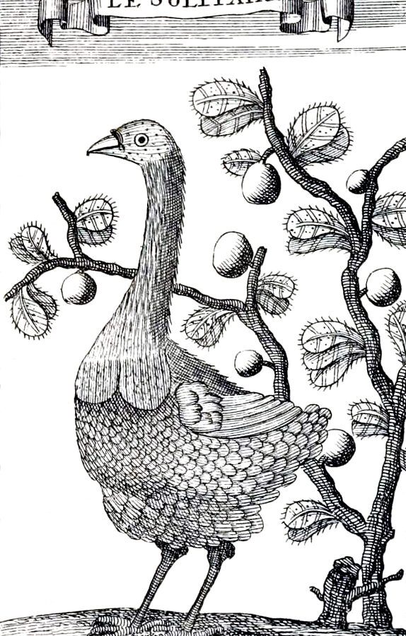 Rodrigues Solitaire