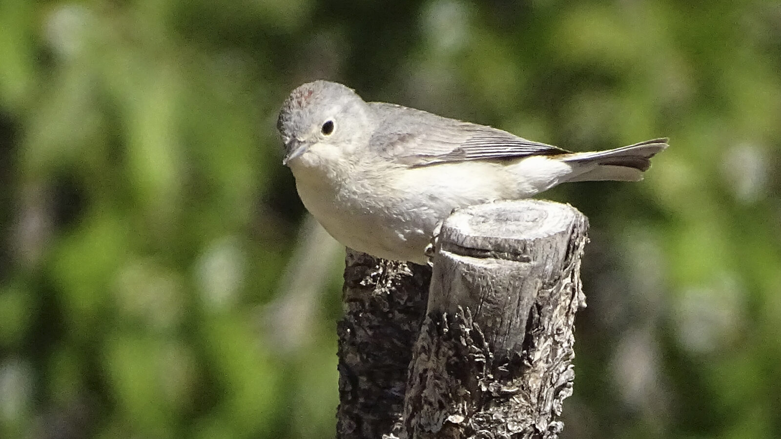 Lucy’s Warbler