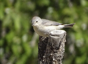 Lucy’s Warbler