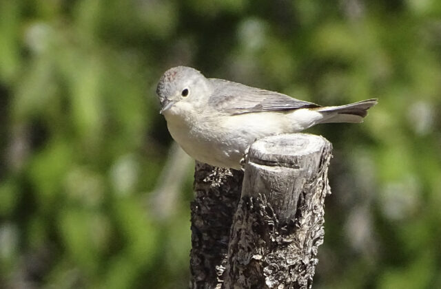 Lucy’s Warbler