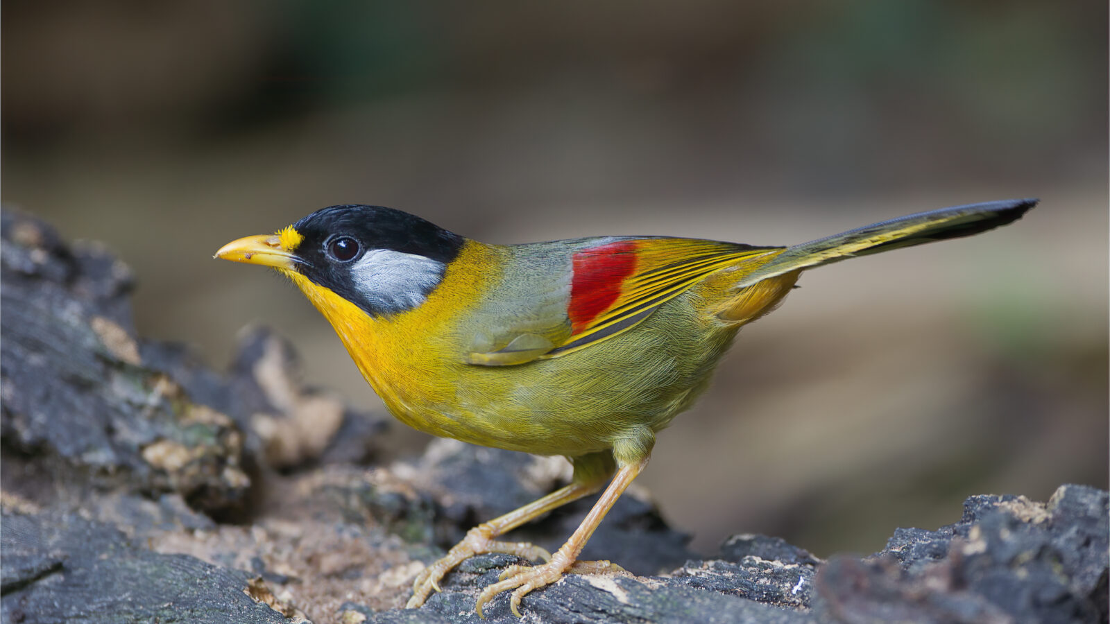 Silver-eared Mesia
