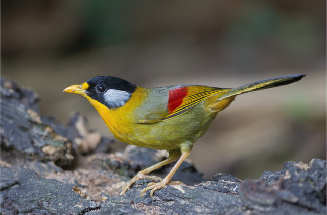 Silver-eared Mesia