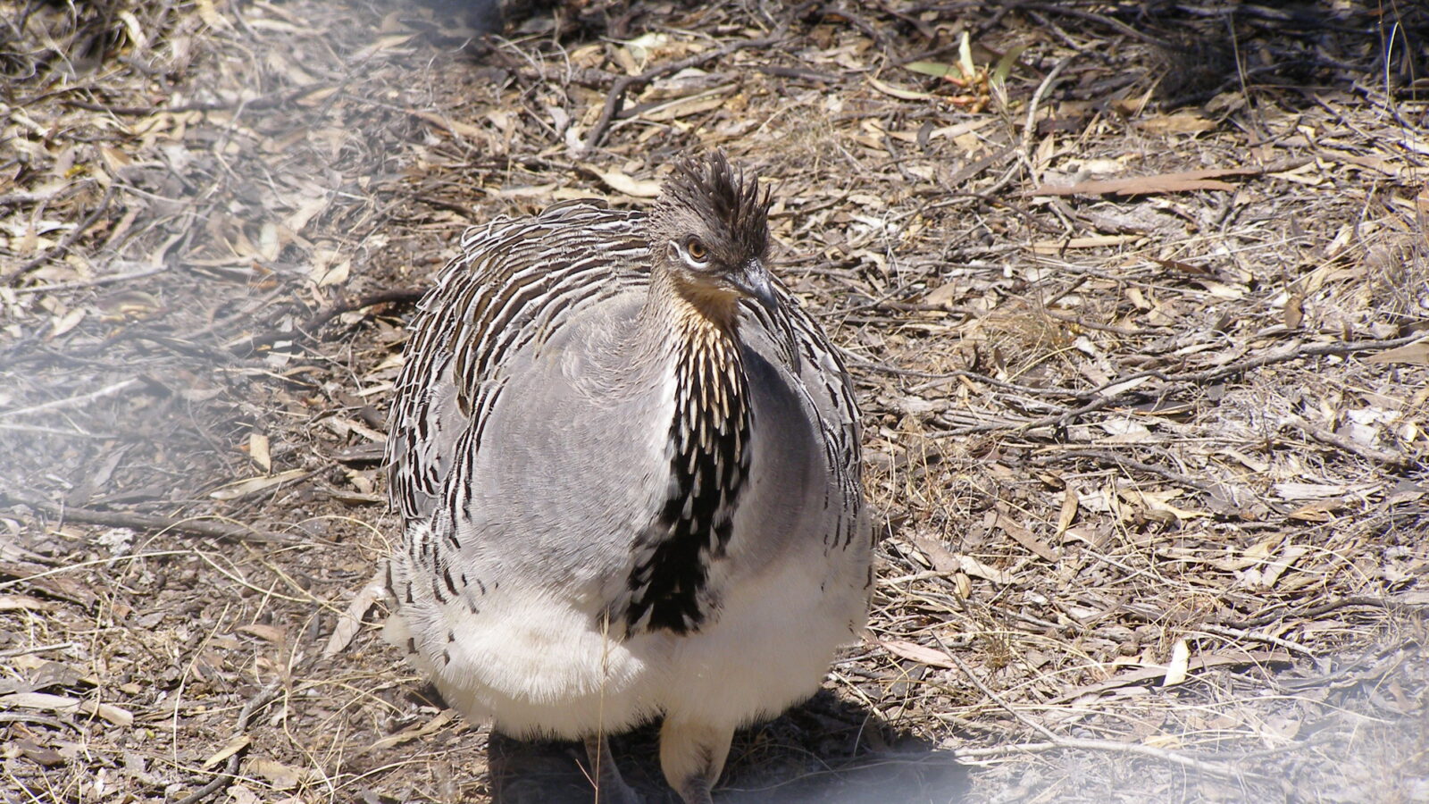 Malleefowl